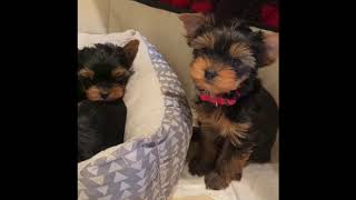 Yorkie puppies 8 weeks old [upl. by Straus85]