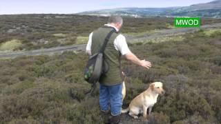 Labrador gun dog training [upl. by Dazhahs765]