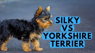 Yorkshire Terrier vs Silky Terrier Difference [upl. by Enert]