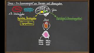 Die Stressreaktion  Ein Zusammenspiel von Hormon und Nervensystem [upl. by Dammahum]