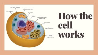 how does the human cell work [upl. by Solahcin]