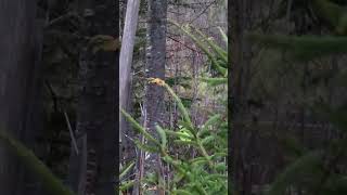 Maine Moose hunt part 4 the shot [upl. by Ginnifer]