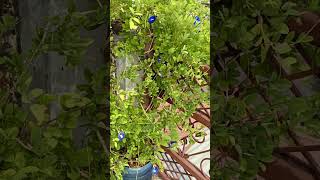 Aprajita Plant growth karne ka shi tarika😂😂😂 gardening plants flowers greenplant floweringvine [upl. by Unders831]