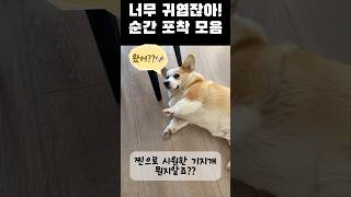 귀여운 동물 순간포착📷 강아지 귀여워 cute healing funny funnyshorts [upl. by Griz]