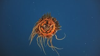 Creatures of the Deep  Atolla Jelly [upl. by Eener]