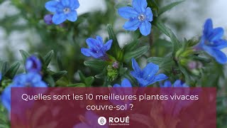 Quelles sont les 10 meilleures plantes vivaces couvresol  Roué Pépinières [upl. by Aldercy]