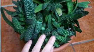 How to care for Gasteria Succulent plants [upl. by Ahrendt]