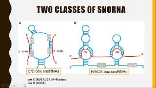 SMALL NUCLEOLAR RNA snoRNA [upl. by Afatsom]