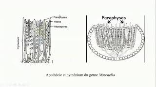 Botanique Ascomycètes 2 [upl. by Travers]