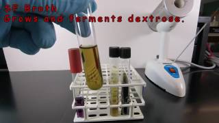 Using SF Broth and Bile Esculin Agar to Identify Enterococcus [upl. by Obla157]