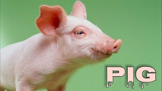 Pig sounds pig oinking pig grunting [upl. by Navaj]