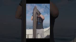 Catching A Huge Conger Eel While Fishing On A Wreck 8 Miles Out At Sea [upl. by Ydne]