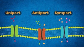 Uniport Antiport Symport Drawing [upl. by Fabriane]