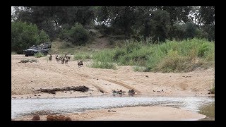 WILD DOGS deal with LEOPARD HYENA and a LIONESS [upl. by Huldah]