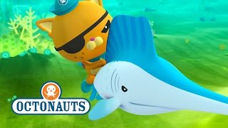 Octonauts Sailfish Are Faster Than The Gup F [upl. by Bitthia]