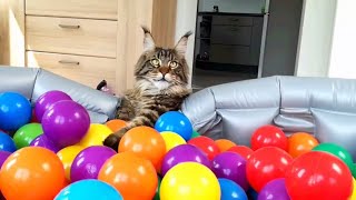 DIY ball pit surprised Cute Cats with 1000 balls Funny Cat Video [upl. by Ijies]