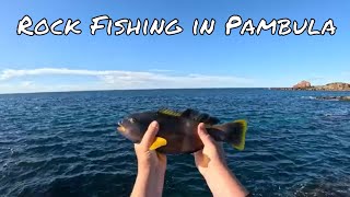 Rock Fishing in Pambula My First Time Catching These [upl. by Swane818]