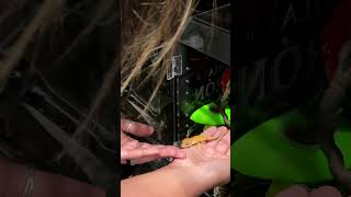 Handling Baby Crested Geckos  How To reptiles crestedgecko shorts [upl. by Thaine]