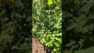 Darnall Charter School Garden and Cooking Classroom [upl. by Etnauq511]