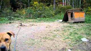 Brindle Hide Kennels Yard Video 2010 [upl. by Keely]