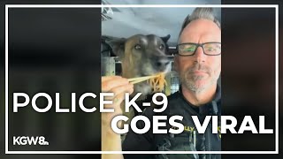 Washington County K9 named Radar becomes a social media star [upl. by Letnohs666]