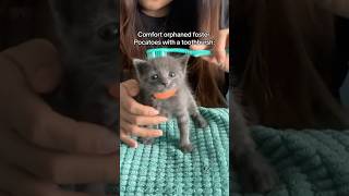 Teaching my orphan kitten to groom himself 🪥🥹 rescuekitten orphankitten kittencare meow [upl. by Styles969]