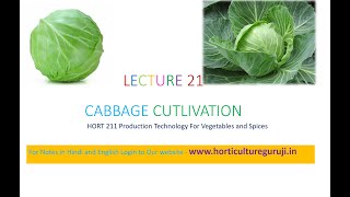 HORT211  Lecture 21 Cabbage Cultivation  पत्ता गोभी की खेती  बंद गोभी की खेती [upl. by Lennon]