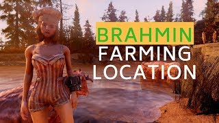 BEST BRAHMIN FARMING Location in Fallout 76 [upl. by Anissa]