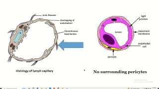 Histology of lymph capillary [upl. by Inkster]