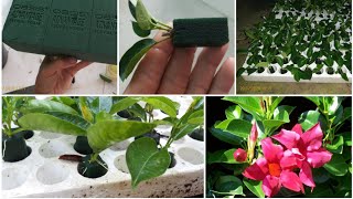 Dipladenia Cutting Propagation by floral foam [upl. by Malamud72]