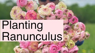 How To Plant Ranunculus  PepperHarrow Farm [upl. by Novanod]