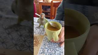 Funniest Parrot Moments That Will Make You Laugh Out Loud birds [upl. by Gualtiero103]