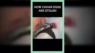 How Caviar Eggs are Stolen shorts [upl. by Laeria]