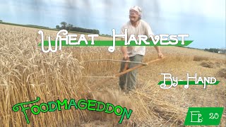 Grain Harvest Threshing Winnowing and Eating Rye [upl. by Maisie]