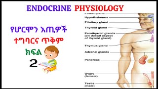 👌Endocrine Physiology Part twoየሆርሞን እጢዎች ተግባርና ጥቅም ፊዚዩሎጂን በጥልቀት ለጤና ተማሪዎች Pituitary Hormones🧠 [upl. by Cirri]