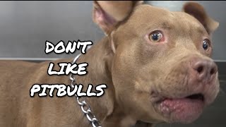 Why we DONT LIKE Pitbulls [upl. by Gusella]