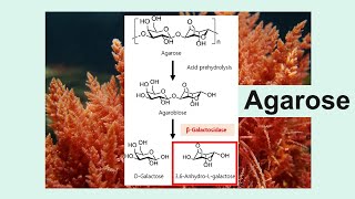 agarose [upl. by Nnairrek58]