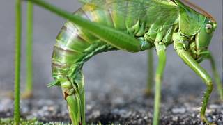 Grasshopper Katydid laying eggs  sprinkhaan legt eieren [upl. by Barbie]