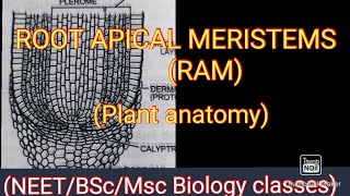 ROOT APICAL MERISTEM RAM  PLANT ANATOMY [upl. by Tik228]