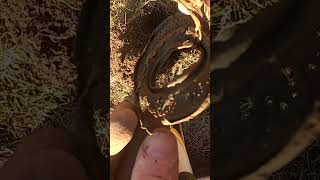 Metal Detecting Oil Lantern 1800 Silver Coins Relics Toys Farm Western NY metaldetecting shorts [upl. by Darach]