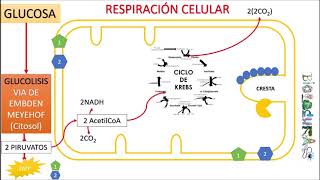 RESPIRACIÓN CELULAR [upl. by Yralam]