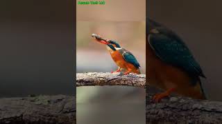 Kingfisher with a shrimp Kingfishers Secret Weapon for Catching Shrimp kingfisher ytshorts short [upl. by Dorothi40]