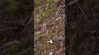 Reforesting Paradise Journey of a Lone Planter in Haida Gwaiis Remote Mountains tree hardwork [upl. by Fleece268]