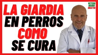 🔴 GIARDIA o GIARDIASIS en PERROS 🔴 Contagio Síntomas y Tratamiento con Metronidazol 🔴 Como se CURA [upl. by Acinorahs]