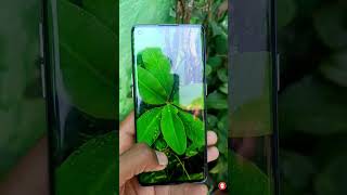 OPPO Reno 6 pro camera review camera quality test best camera smart phone viralshorts2024 [upl. by Jr]