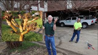 How to Prune Crape Myrtles [upl. by Cassella]