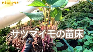 【芋の産地直送】サツマイモの苗つくり タネのハシモト [upl. by Deirdre750]