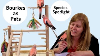 Rosey Bourke Parakeets as Pets Species Spotlight [upl. by Ignaz]