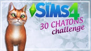 Un nouveau PETIT MÂLE  3  30 CHATONS CHALLENGE [upl. by Geanine]