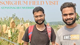 Sorghum Jowar Field Visit  GB Pant University Pantnagar [upl. by Eira]